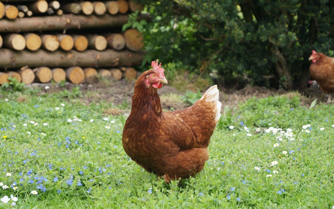 PRAXISTIPP 7.:  Tojónál az intenzív tojástermelés beindítása