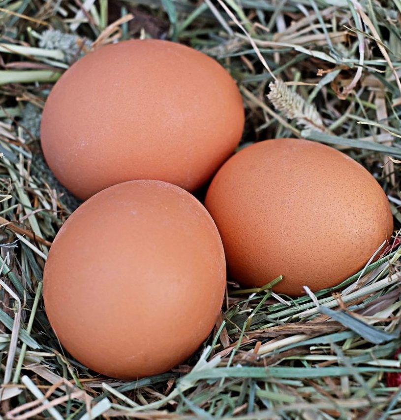Herbamix tojótyúk